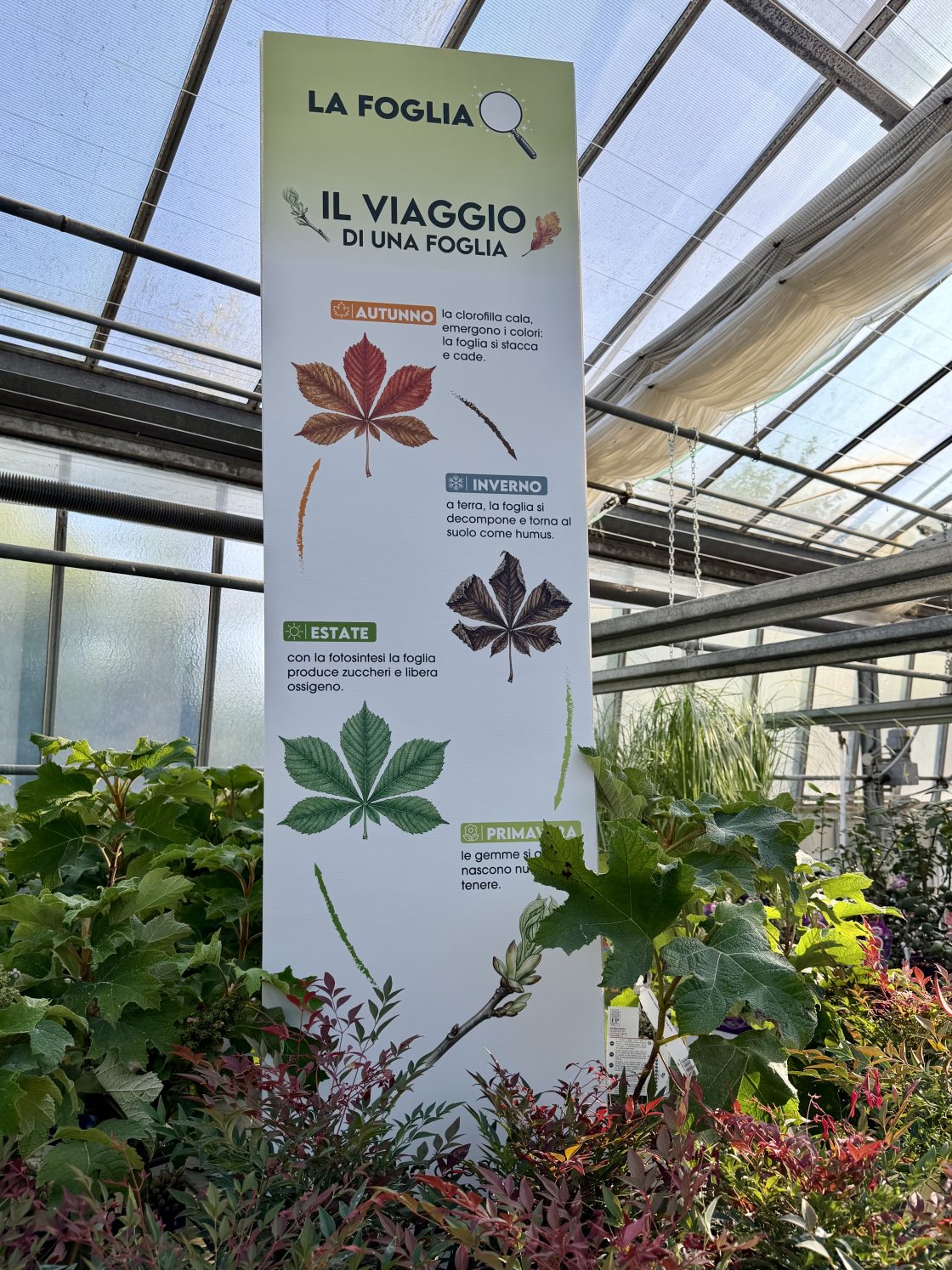 La foglia: perché in autunno cambia colore e cade?