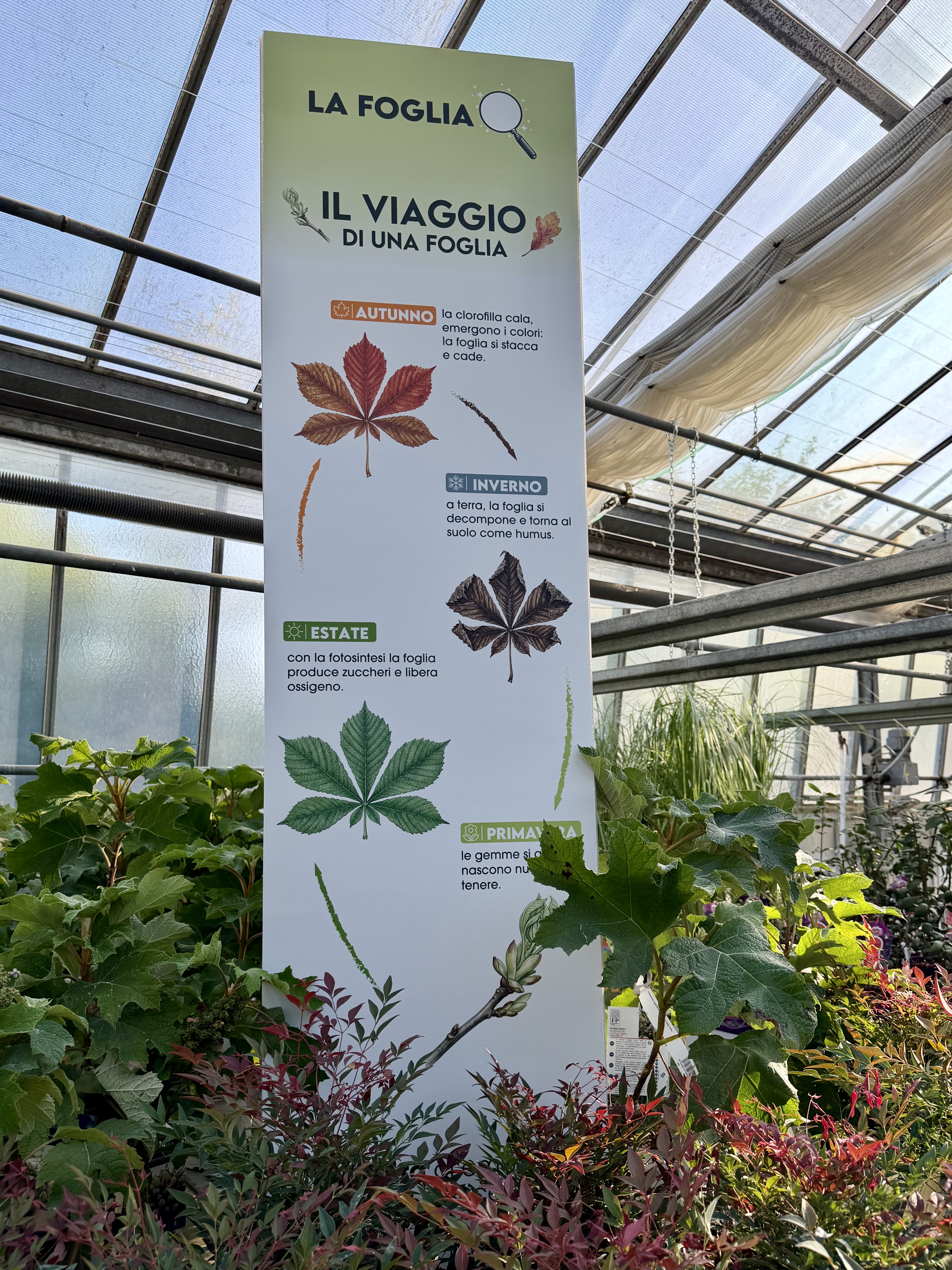 La foglia: perché in autunno cambia colore e cade?