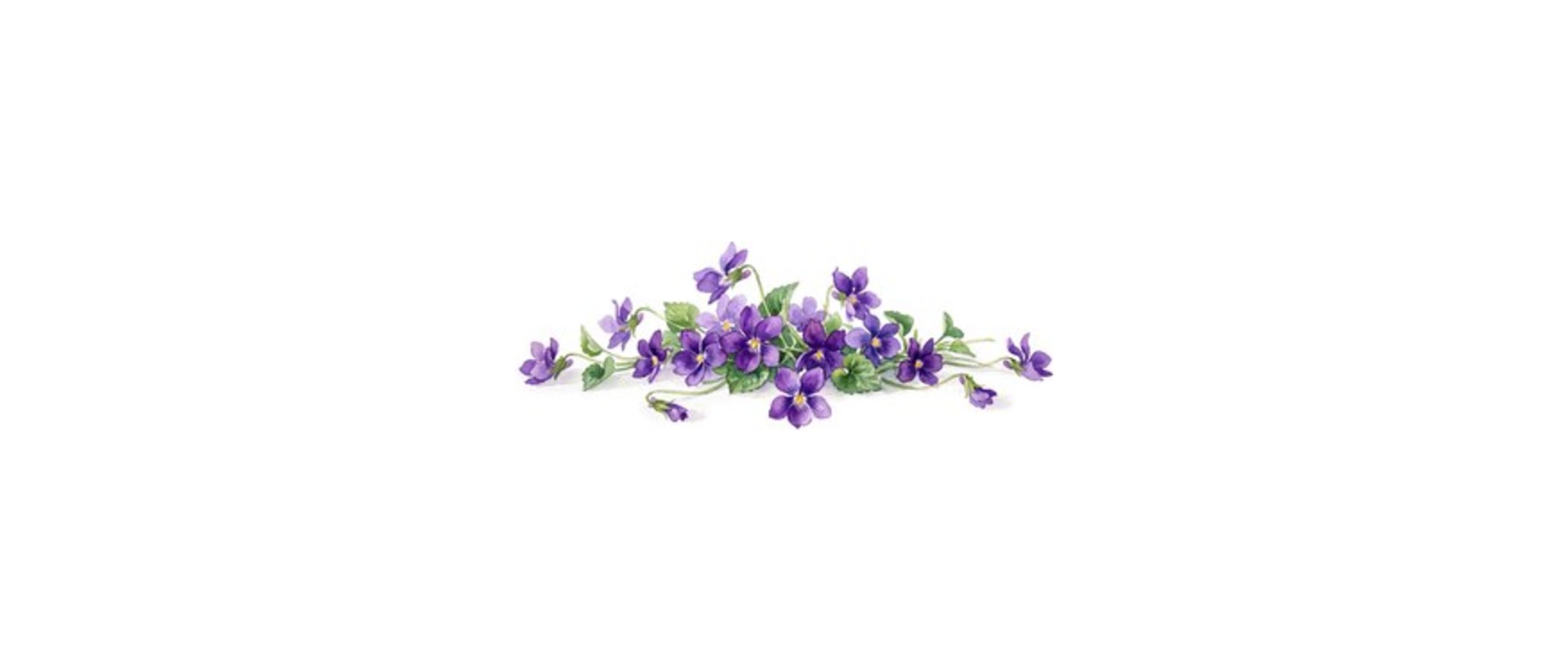 Il fiore: perché alcune piante scelgono di fiorire in autunno?