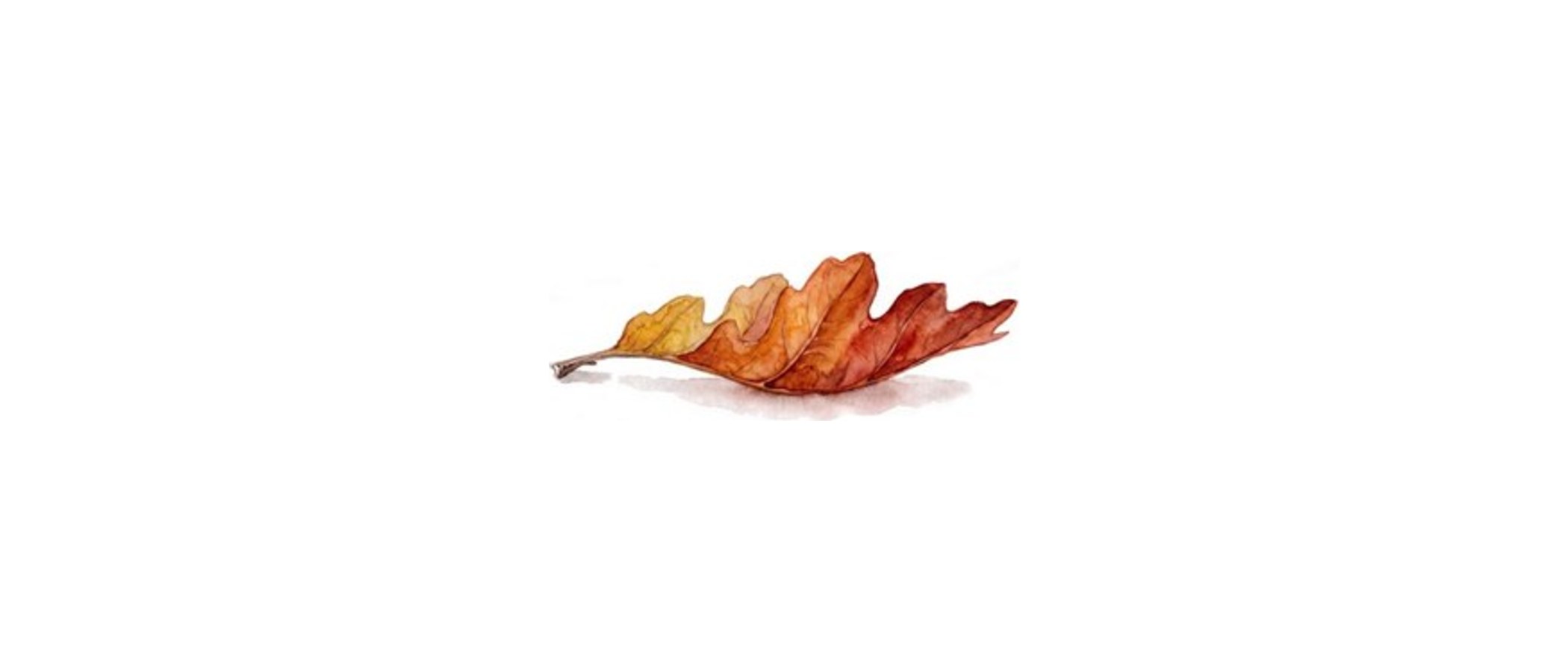 La foglia: perché in autunno cambia colore e cade?