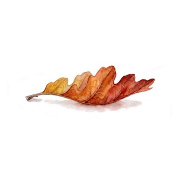 La foglia: perché in autunno cambia colore e cade?